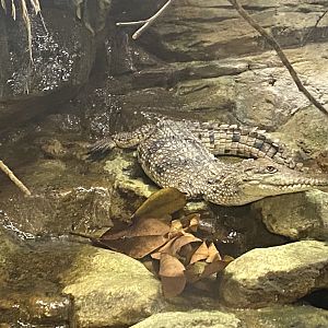 Freshwater crocodile