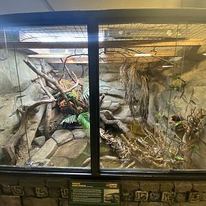 Mertens’ water monitor exhibit