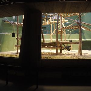 One of the large indoor exhibits in the Small Monkey House, formerly used by mandrills now added to spider monkey exhibit, 2025-11-30