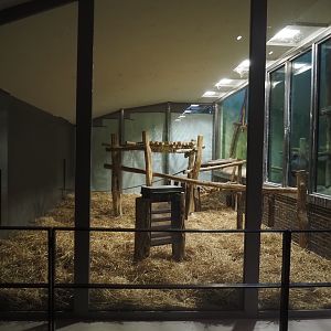 "Bedroom" exhibits and former visitor corridor - Normally part of the chimpanzee exhibit but temporarily used by gorillas during introduction, 2025-11