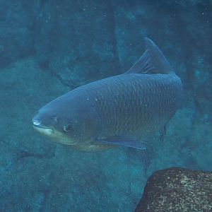 Grass carp (Ctenopharyngodon idella), 2025-11-30