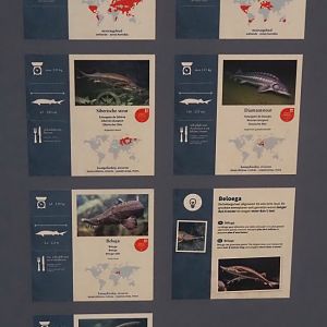 Signage for fish species kept in the Scaly-sided merganser and fish exhibit, 2025-11-30