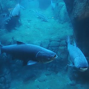 Bighead carp (Hypophthalmichthys nobilis), 2025-11-30