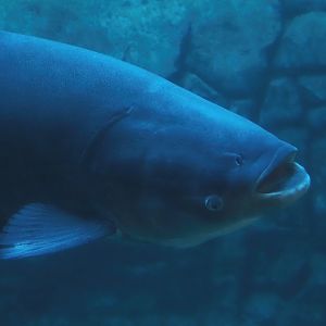 Bighead carp (Hypophthalmichthys nobilis), 2025-11-30