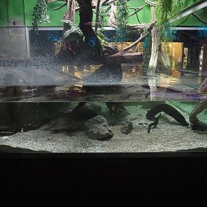 Aquatic lizard and turtle exhibit pond, now with lower water level, added substrate and Dolphin cichlids, 2025-11-30