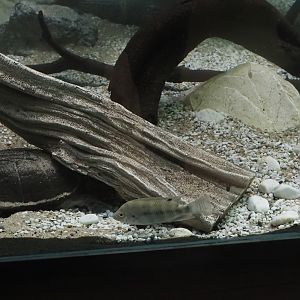 African keeled mud turtles (Pelusios carinatus) and Dolphin cichlid (Cyrtocara moorii), 2025-11-30