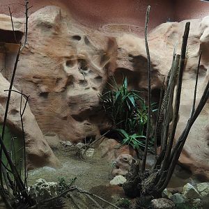 Re-done terrarium - New mixed North American desert terrarium, 2025-11-30