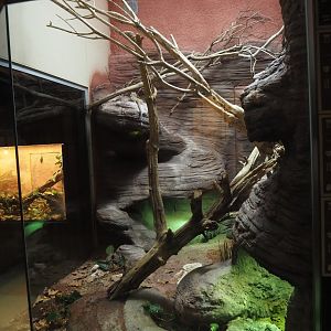 Re-done terrarium - New mixed Australian desert terrarium, 2025-11-30