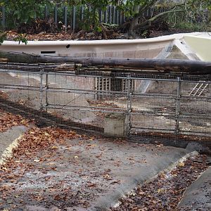 Pool barrier in the pygmy hippopotamus exhibit, 2025-11-30
