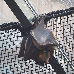 Straw-colored fruit bats (Eidolon helvum), 2025-11-30