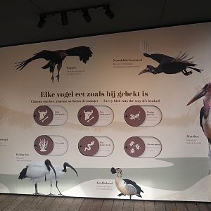 Pygmy hippo house aviary - New signage about the beaks of the bird species, 2025-11-30