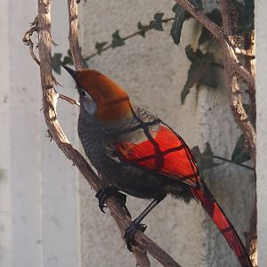 Red-tailed laughingthrush (Trochalopteron milnei), 2025-11-30