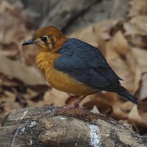 Orange-headed thrush (Geocichla citrina), 2025-11-30