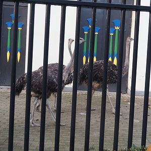 Common ostriches (Struthio camelus) by the Egyptian Temple, 2025-11-30