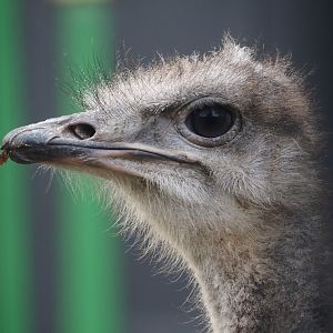 Common ostrich (Struthio camelus), 2025-11-30