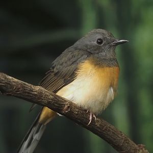 White-rumped Shama (Copsychus malabaricus), 2025-11-30