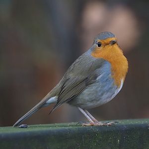 Wild European robin (Erithacus rubecula), 2025-11-30