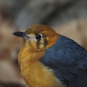 Orange-headed thrush (Geocichla citrina), 2025-11-30