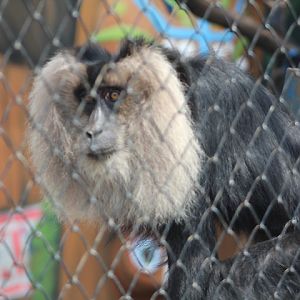 Lion-tailed macaque (Macaca silenus)