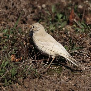 Leucistic American Pipit (Anthus rubescens)