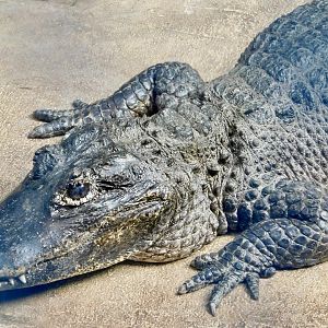 Chinese Alligator (Alligator sinensis) March 2, 2025