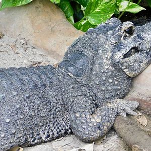 West African Dwarf Crocodile (Osteolaemus tetraspis) March 15, 2025