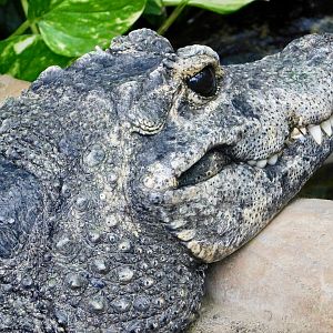 West African Dwarf Crocodile (Osteolaemus tetraspis) March 15, 2025