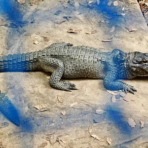 Chinese Alligator (Alligator sinensis) March 22, 2025