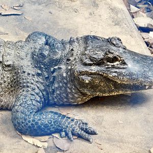 Chinese Alligator (Alligator sinensis) March 22, 2025