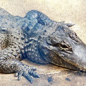 Chinese Alligator (Alligator sinensis) March 22, 2025