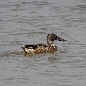 Northern Shoveler (Spatula clypeata)