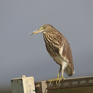 Chinese Pond-heron (Ardeola bacchus)