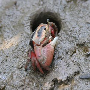 Bowed fiddler crab (Tubuca arcuata)