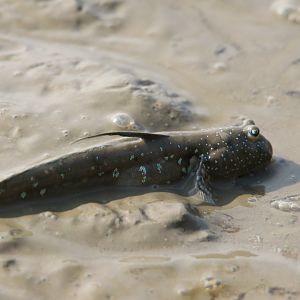 Great Blue-spotted Mudskipper (Boleophthalmus pectinirostris)