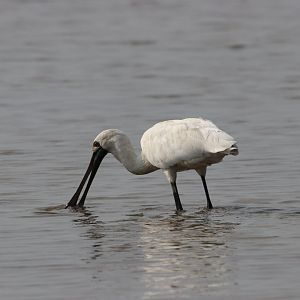 Black-faced Spoonbill (Platalea minor)