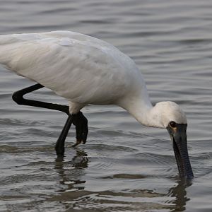 Black-faced Spoonbill