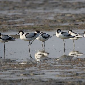Pied Avocet (Recurvirostra avosetta)