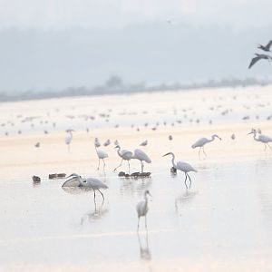 Great Egrets on Deep Bay