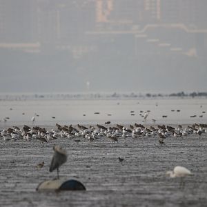 Deep Bay Flats in front of Shenzhen