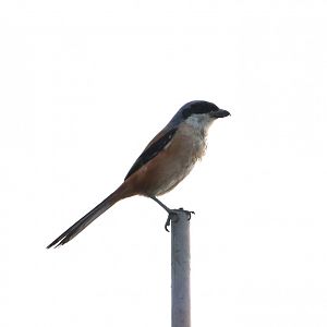 Long-tailed Shrike (Lanius schach)