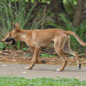 Dingo (Canis familiaris dingo)