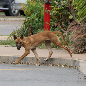 Dingo (Canis familiaris dingo)