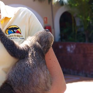 Juvenile two-toed sloth 2011