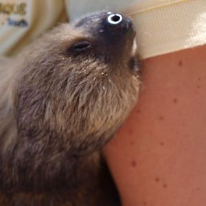 Juvenile two-toed sloth 2011
