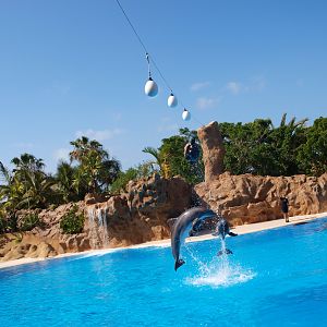 Bottlenose dolphin 2011