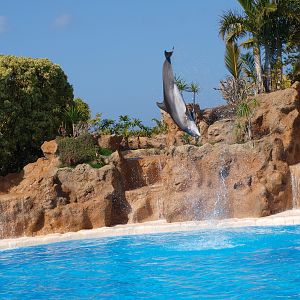 Bottlenose dolphin 2011