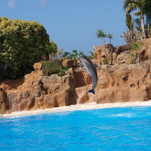 Bottlenose dolphin 2011