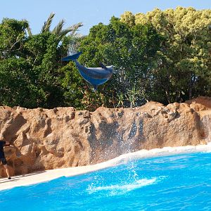 Bottlenose dolphin 2011