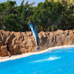 Bottlenose dolphin 2011