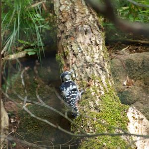 White backed woodpecker 2011
